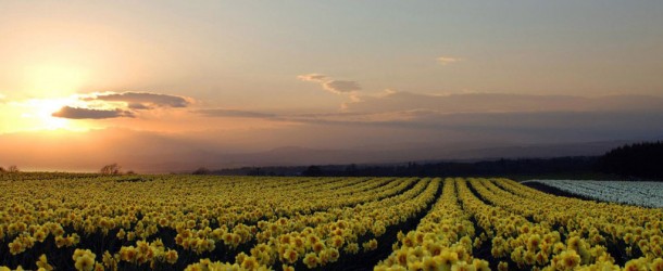 Uma coroa de mentira e outra de verdade