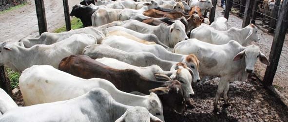 Tão gordos como gado pronto para o matadouro