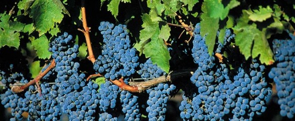 A videira e os ramos